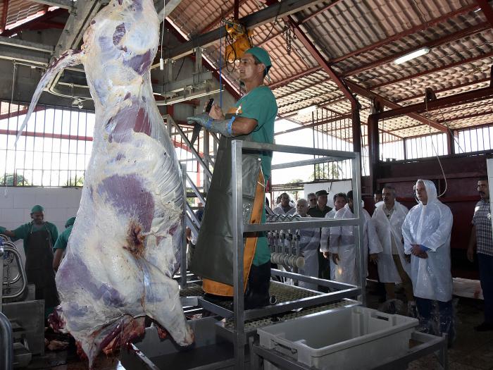 Díaz-Canel en el Combinado Cárnico de Turiguanó de la Empresa Pecuaria Genética Turiguanó