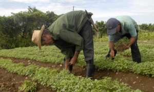 CUBA-VILLA CLARA-PRODUCCION DE CULTIVOS VARIOS EN CAMAJUANI