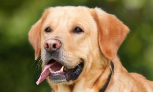 Un año de un perro no equivale a siete de un humano: proponen una nueva forma pa