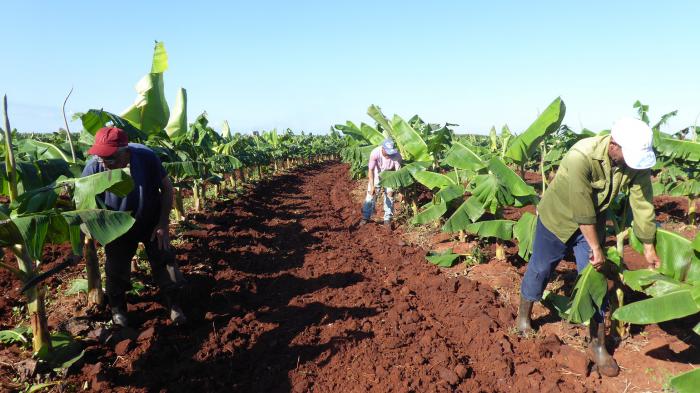 La carencia de insumos principales durante 2019 provocó la insuficiencia de fertilizantes, lo que generó afectaciones entre el 15 y el 45 % de las áreas sembradas, entre las cuales el plátano fue uno de los cultivos afectados. foto: Julio Martínez Molina