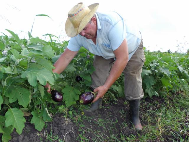 El Sistema de Información y Planificación Agropecuaria (SIPA) permitirá que el país tenga una visión más completa de la capacidad productiva, y lo que tributará directamente al plan de la economía. 