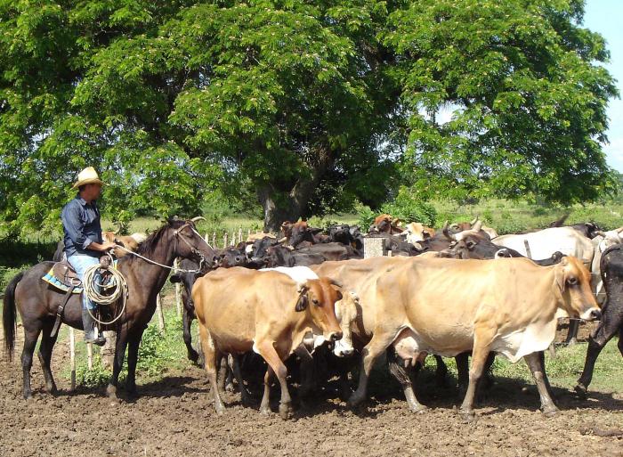  Crece el rebaño en Camagüey y con él la producción lechera, uno de los principales renglones económicos de la provincia. 
