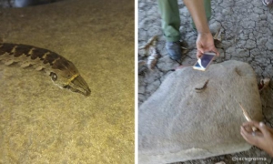 Hallan en la provincia de Granma una Oruga cabeza de serpiente, rara especie de 