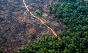 deforestacion en Brasil