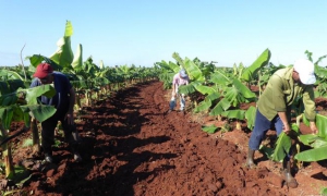 cultivo