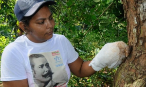 CARACOL GIGANTE AFRICANO