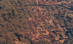 La deforestación es una de las principales causas de la pérdida de biodiversidad