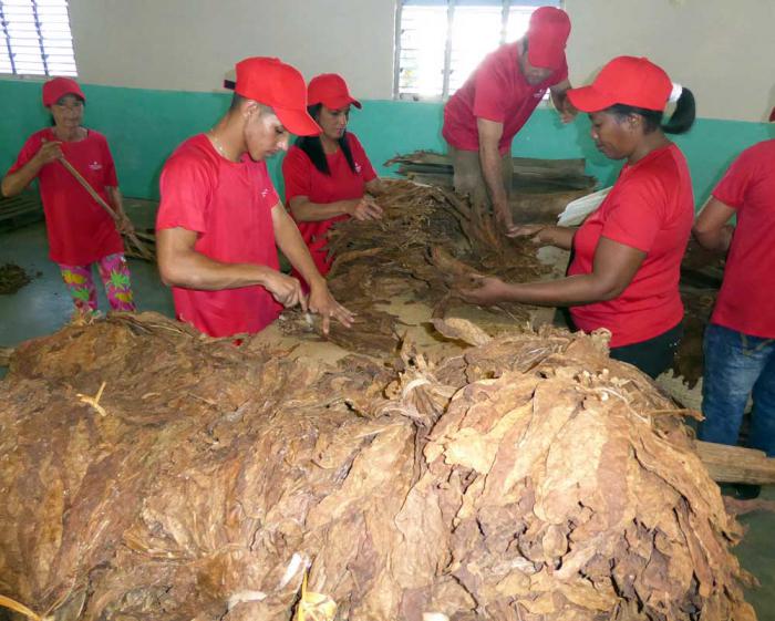 En 2019, la venta de tabaco en rama también aportó ingresos a la economía del país. Foto del autor