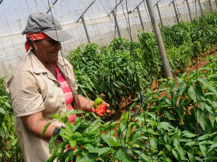 Todavía hay mucha cantera para incorporar a las mujeres a la producción agrícola, insistió Machado Ventura en el pleno de la ANAP en Bauta. 