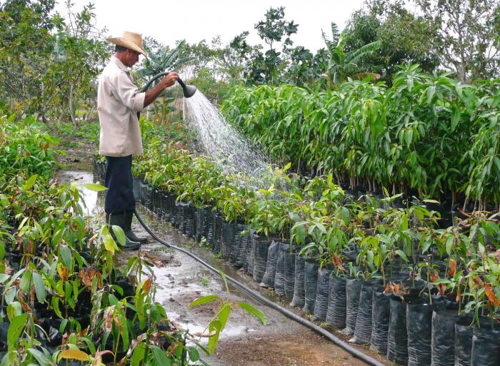 A velar por la calidad de las semillas y el uso de bioplaguicidas  exhortó el Segundo Secretario del Partido a los campesinos de Batabanó. foto: miguel febles