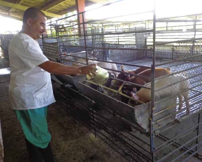 En el Instituto de Ciencia Animal se estudian alternativas para impulsar la alimentación animal a partir de fuentes propias. FOTO: cristian domínguez