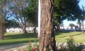 homenaje