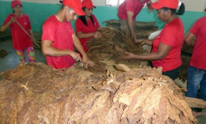 tabaco en rama
