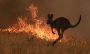 Incendio en Australia