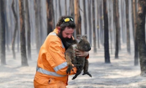 australia incendio rescate de koalas