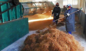 Proceso fabril en desfibradora de coco de Baracoa, potencial del futuro polo exp