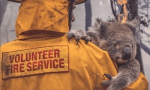 incendios australia animales