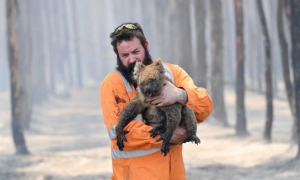australia incendios forestales vida salvaje rescate