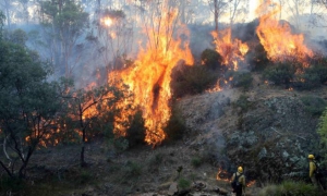 Los incendios en Australia dejan al descubierto 