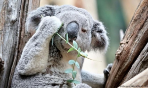 Gran biodiversidad de Australia