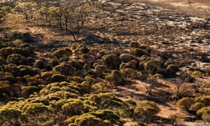 Gran biodiversidad de Australia