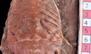 Determinan especie y contexto geológico del crustáceo fósil más antiguo hallado 