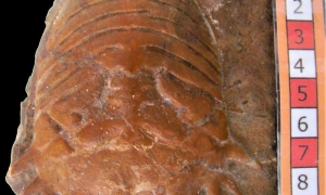 Determinan especie y contexto geológico del crustáceo fósil más antiguo hallado 