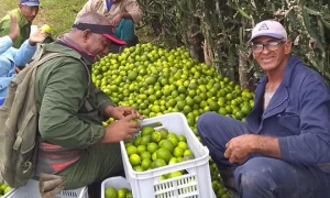 Cítricos Guantánamo