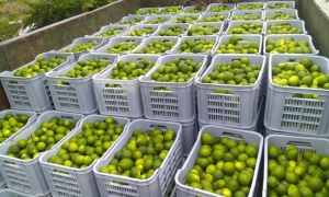 Limones persas