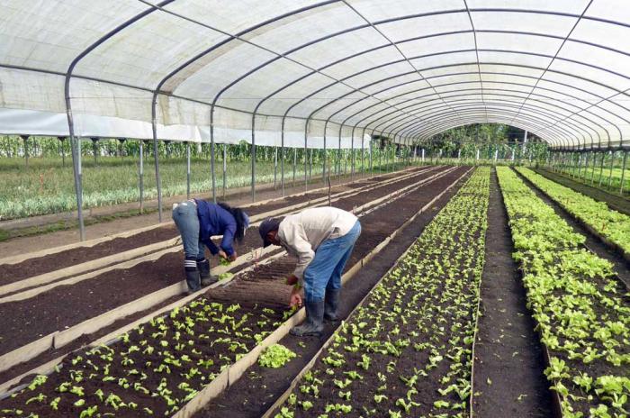 Producir para el pueblo y el turismo debe ser prioridad para el sector campesino matancero. foto: ronald suárez