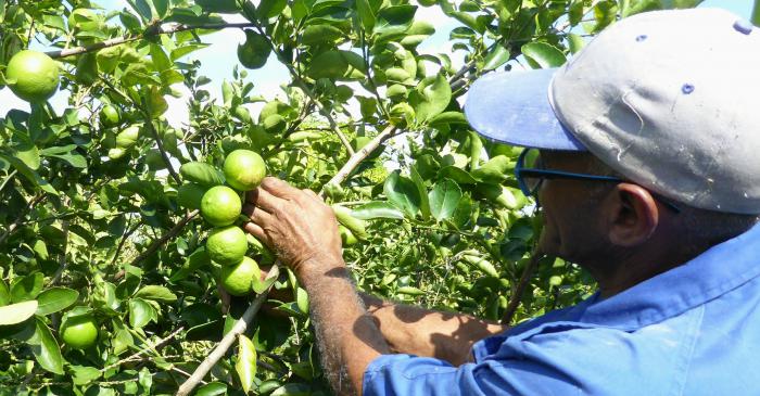 Gilberto muestra su buena cosecha de limones.