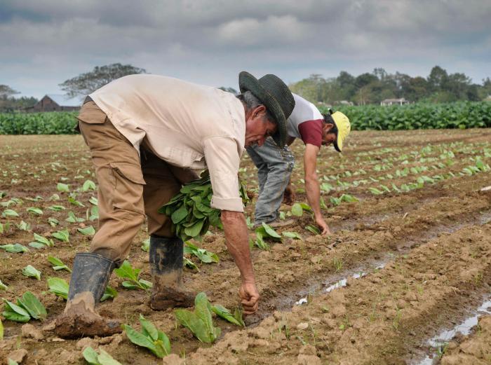El tabaco constituye uno de los renglones importantes de la economía nacional, el cual va en crecimiento y en desarrollo. 
Foto: Endrys Correa Vaillant 