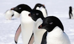 ANTARCTICA ANIMALS