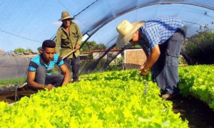 Las tareas de la Agricultura Urbana, Suburbana y Familiar