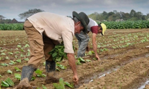 FESTIVAL DEL HABANO 2019