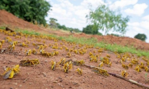  ONU reporta plaga de langostas  en nueve países africanos