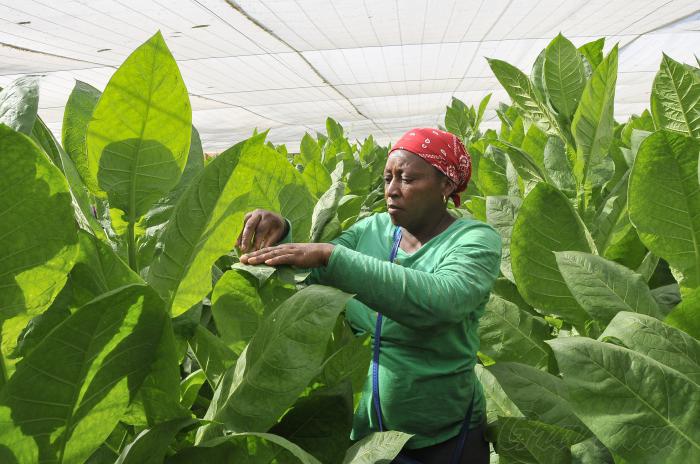 XXii Festival del Habano 2020,vega de tabaco.