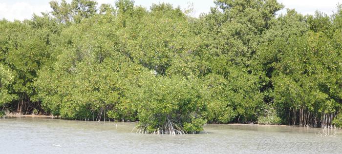 Con la siembra y restauración del mangle se logra la disminución de la intrusión salina. Foto: Ismael Batista