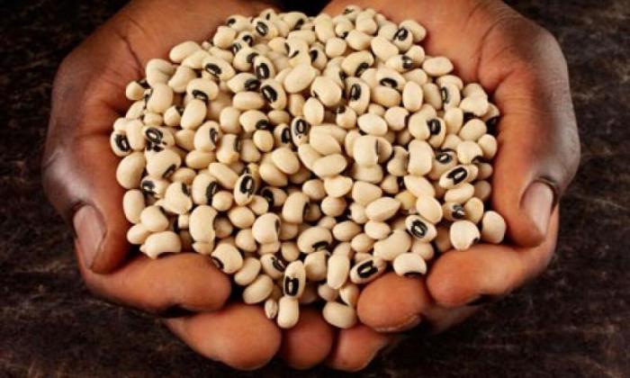 Las provincias de Las Tunas y Holguín se convierten así en las mayores productoras de caupí, tanto para semillas como para el consumo.