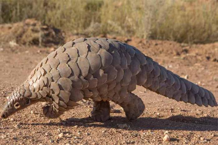 Pangolín