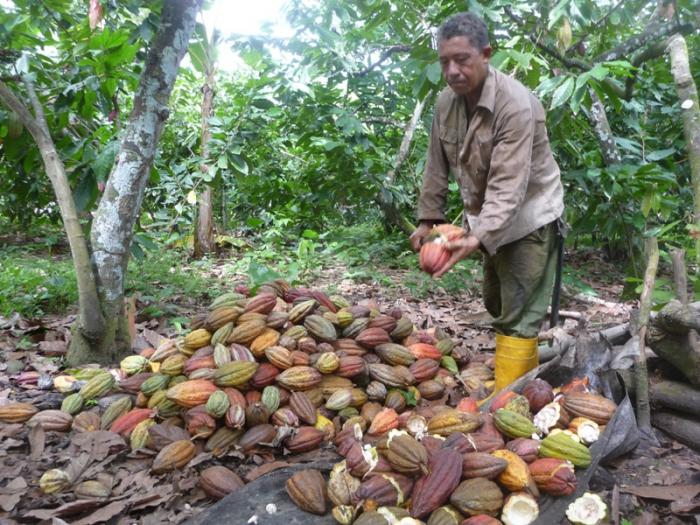 La progresiva recuperación del cultivo de cacao hacia el 2030 pudiera duplicar los actuales volúmenes de producción del vinagre de la miel del cacao y los encadenamientos productivos en marcha en esa localidad del oriente cubano. Foto: Jorge Luis Merencio