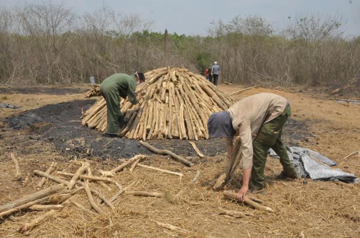 Prosigue producción de carbón en Cienfuegos