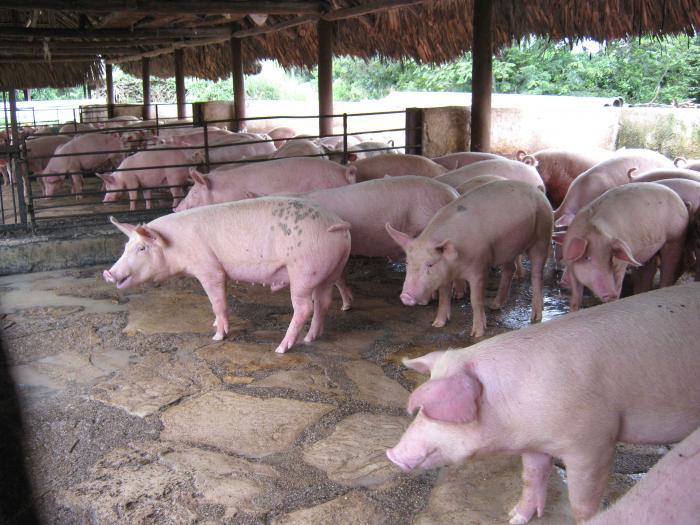 Para este 2020 se planifican inversiones y mantenimientos constructivos por 4 073 200 pesos, que abarcan distintas acciones en 46 naves porcinas.