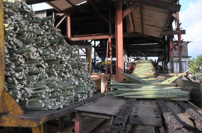 La Empresa Henequenera Francisco del Sol, de Juraguá, retomarán la producción de detergente líquido de henequén. Foto del autor 