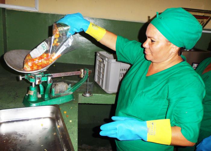 La Empresa Agropecuaria Valle del Yabú, de Santa Clara, despliega el alto potencial productivo de su pequeña industria, en aras de abastecer a los mercados de la capital provincial y del resto de los municipios. Foto del autor 