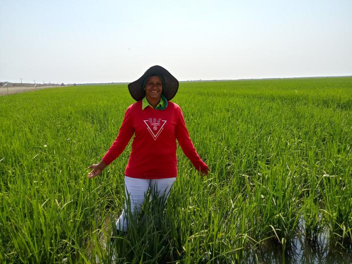 «Todo ese “mar verde” que usted ve ahí es mi vida», asegura, con el agua hasta los tobillos, Adisleydis Fuentes Sánchez, única mujer en Granma con grandes extensiones dedicadas al cultivo de arroz. 