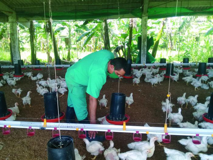 La UEB Emilio González espera alcanzar, en sus animales de mayor edad, un peso promedio de 1,9 kilogramos. 