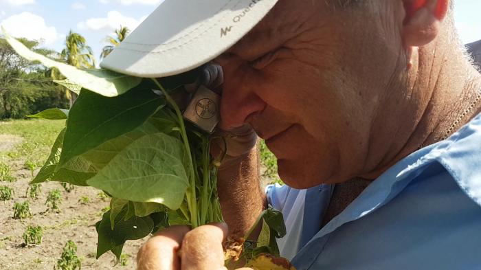 Control de plagas y enfermedades en el campo
