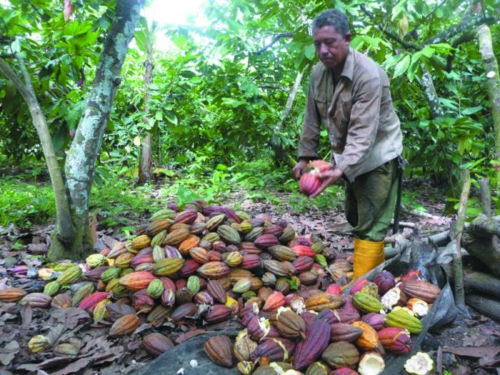 La familia de cacaoteros cubanos no debe presentar dificultades en el acopio de las 1 800 toneladas del plan anual. Foto: Jorge Luis Merencio Cautín	