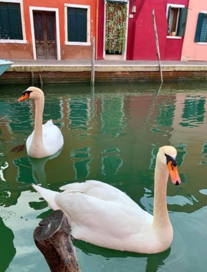 Tras la prolongada cuarentena por la covid-19, a los lagos de Venecia han regresado los cisnes, peces y delfines, debido al abrupto cese de la actividad humana depredadora en sus aguas. Foto: Venezia pulita
